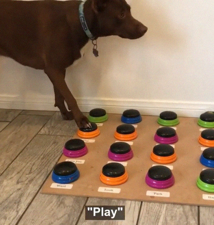 "Happy Ball Want Outside:" Dog Learns To Talk Using A Word Machine, Already Knows 29 Words
