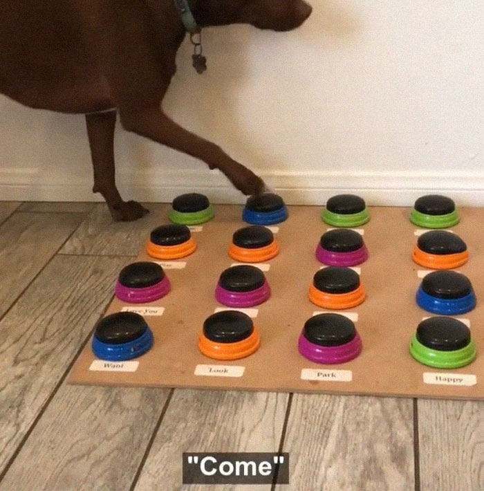 "Happy Ball Want Outside:" Dog Learns To Talk Using A Word Machine, Already Knows 29 Words