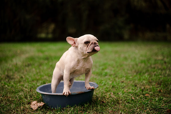 There's A Calendar Called 'Dad Bod And Rescue Dog' And It May Be The Perfect Gift For Christmas
There's A Calendar Called 'Dad Bod And Rescue Dog' And It May Be The Perfect Gift For Christmas