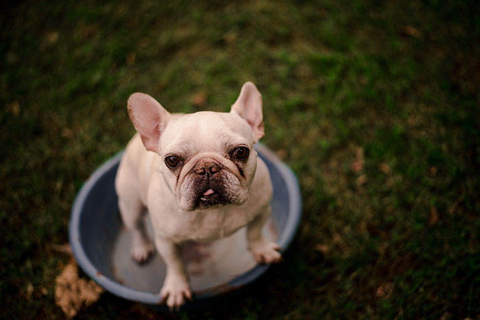 There's A Calendar Called 'Dad Bod And Rescue Dog' And It May Be The Perfect Gift For Christmas
There's A Calendar Called 'Dad Bod And Rescue Dog' And It May Be The Perfect Gift For Christmas