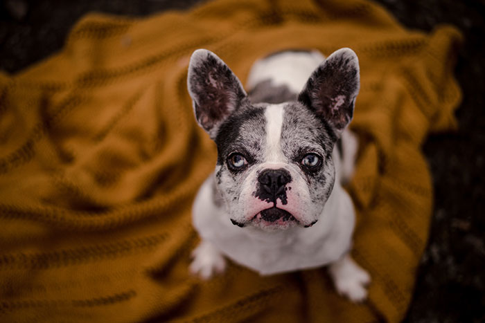 There's A Calendar Called 'Dad Bod And Rescue Dog' And It May Be The Perfect Gift For Christmas
There's A Calendar Called 'Dad Bod And Rescue Dog' And It May Be The Perfect Gift For Christmas