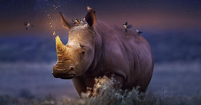 My 38 New Surreal Images That I Created To Raise Awareness About Speciesism