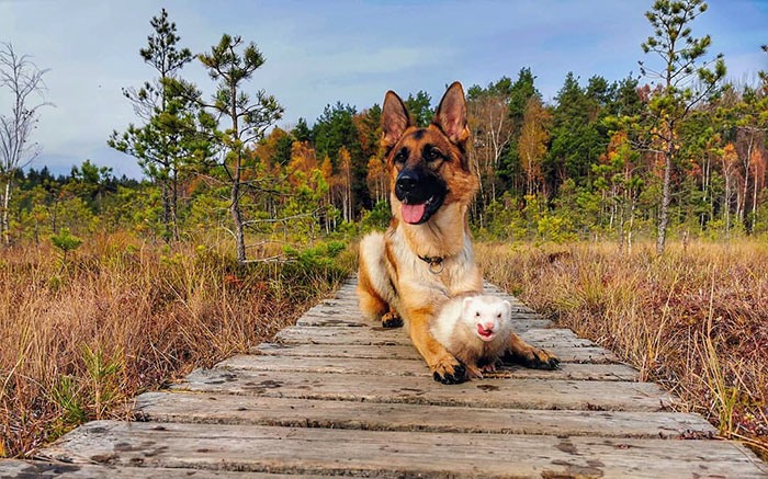 Meet Nova The German Shepherd And Pacco The Ferret, That Are The Unlikeliest Of Best Buds (28 Pics) Meet Nova The German Shepherd And Pacco The Ferret, That Are The Unlikeliest Of Best Buds (28 Pics)