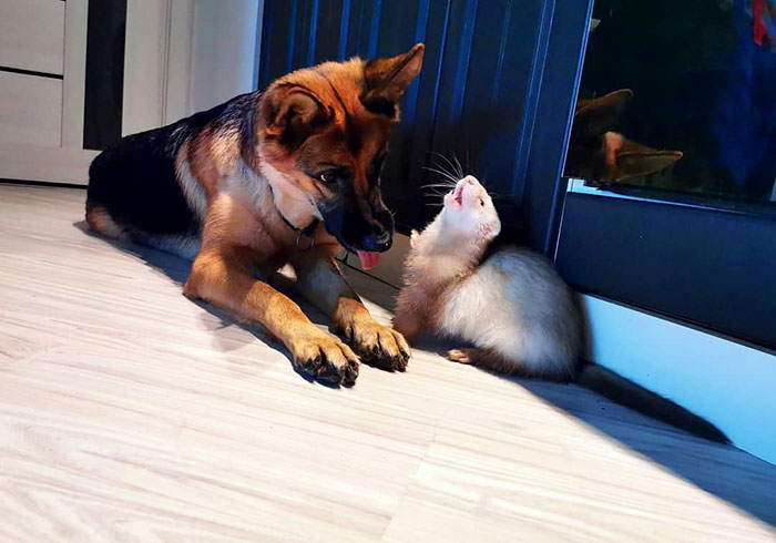 Meet Nova The German Shepherd And Pacco The Ferret, That Are The Unlikeliest Of Best Buds (28 Pics) Meet Nova The German Shepherd And Pacco The Ferret, That Are The Unlikeliest Of Best Buds (28 Pics)