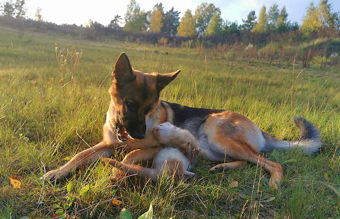 Meet Nova The German Shepherd And Pacco The Ferret, That Are The Unlikeliest Of Best Buds (28 Pics) Meet Nova The German Shepherd And Pacco The Ferret, That Are The Unlikeliest Of Best Buds (28 Pics)