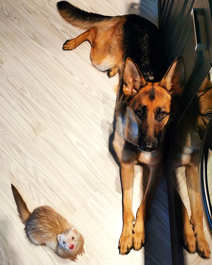 Meet Nova The German Shepherd And Pacco The Ferret, That Are The Unlikeliest Of Best Buds (28 Pics) Meet Nova The German Shepherd And Pacco The Ferret, That Are The Unlikeliest Of Best Buds (28 Pics)