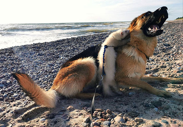 Meet Nova The German Shepherd And Pacco The Ferret, That Are The Unlikeliest Of Best Buds (28 Pics) Meet Nova The German Shepherd And Pacco The Ferret, That Are The Unlikeliest Of Best Buds (28 Pics)