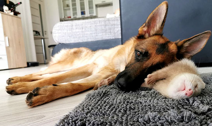 Meet Nova The German Shepherd And Pacco The Ferret, That Are The Unlikeliest Of Best Buds (28 Pics) Meet Nova The German Shepherd And Pacco The Ferret, That Are The Unlikeliest Of Best Buds (28 Pics)