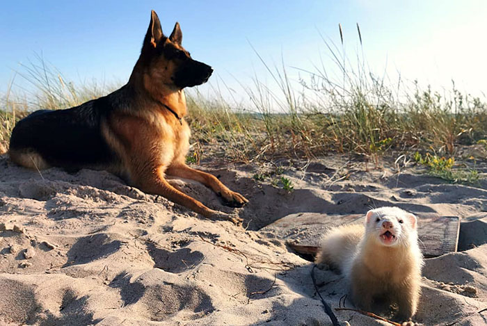 Meet Nova The German Shepherd And Pacco The Ferret, That Are The Unlikeliest Of Best Buds (28 Pics) Meet Nova The German Shepherd And Pacco The Ferret, That Are The Unlikeliest Of Best Buds (28 Pics)