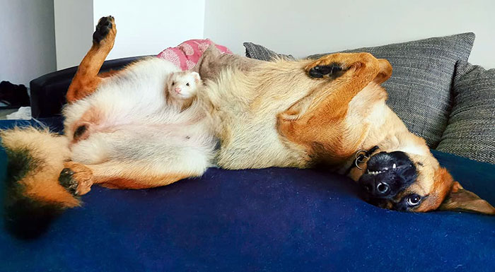 Meet Nova The German Shepherd And Pacco The Ferret, That Are The Unlikeliest Of Best Buds (28 Pics) Meet Nova The German Shepherd And Pacco The Ferret, That Are The Unlikeliest Of Best Buds (28 Pics)