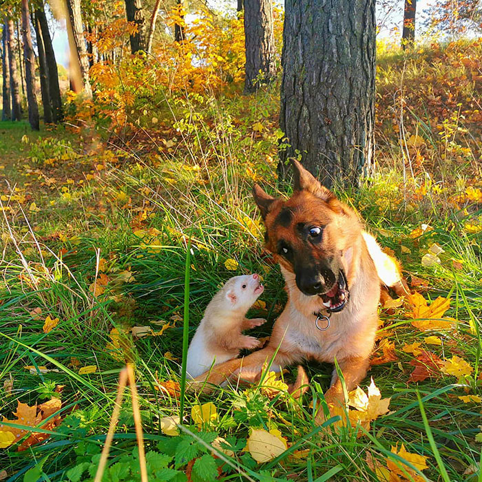 Meet Nova The German Shepherd And Pacco The Ferret, That Are The Unlikeliest Of Best Buds (28 Pics) Meet Nova The German Shepherd And Pacco The Ferret, That Are The Unlikeliest Of Best Buds (28 Pics)