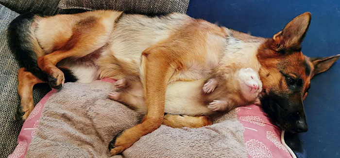 Meet Nova The German Shepherd And Pacco The Ferret, That Are The Unlikeliest Of Best Buds (28 Pics) Meet Nova The German Shepherd And Pacco The Ferret, That Are The Unlikeliest Of Best Buds (28 Pics)