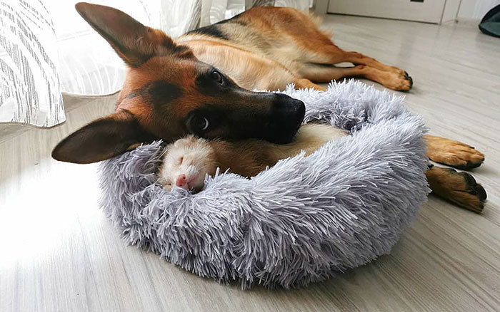 Meet Nova The German Shepherd And Pacco The Ferret, That Are The Unlikeliest Of Best Buds (28 Pics) Meet Nova The German Shepherd And Pacco The Ferret, That Are The Unlikeliest Of Best Buds (28 Pics)