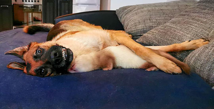 Meet Nova The German Shepherd And Pacco The Ferret, That Are The Unlikeliest Of Best Buds (28 Pics) Meet Nova The German Shepherd And Pacco The Ferret, That Are The Unlikeliest Of Best Buds (28 Pics)