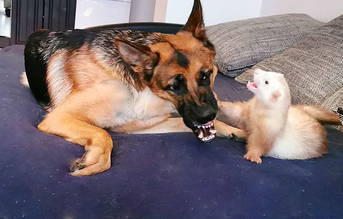 Meet Nova The German Shepherd And Pacco The Ferret, That Are The Unlikeliest Of Best Buds (28 Pics) Meet Nova The German Shepherd And Pacco The Ferret, That Are The Unlikeliest Of Best Buds (28 Pics)