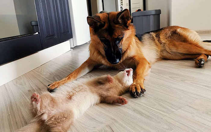 Meet Nova The German Shepherd And Pacco The Ferret, That Are The Unlikeliest Of Best Buds (28 Pics) Meet Nova The German Shepherd And Pacco The Ferret, That Are The Unlikeliest Of Best Buds (28 Pics)