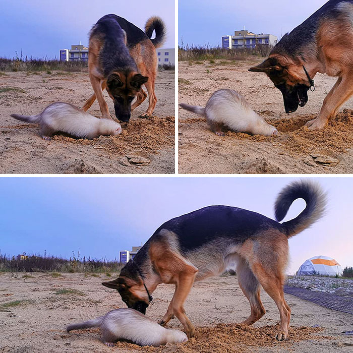 Meet Nova The German Shepherd And Pacco The Ferret, That Are The Unlikeliest Of Best Buds (28 Pics) Meet Nova The German Shepherd And Pacco The Ferret, That Are The Unlikeliest Of Best Buds (28 Pics)