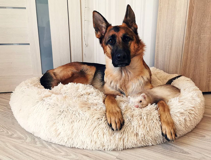 Meet Nova The German Shepherd And Pacco The Ferret, That Are The Unlikeliest Of Best Buds (28 Pics) Meet Nova The German Shepherd And Pacco The Ferret, That Are The Unlikeliest Of Best Buds (28 Pics)