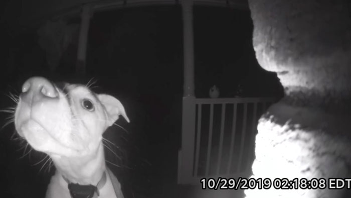 This Dog Rang The Doorbell At 2 AM After Getting Locked Out By Accident & Got Recorded By The Door Cam This Dog Rang The Doorbell At 2 AM After Getting Locked Out By Accident & Got Recorded By The Door Cam