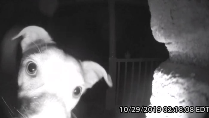 This Dog Rang The Doorbell At 2 AM After Getting Locked Out By Accident & Got Recorded By The Door Cam This Dog Rang The Doorbell At 2 AM After Getting Locked Out By Accident & Got Recorded By The Door Cam