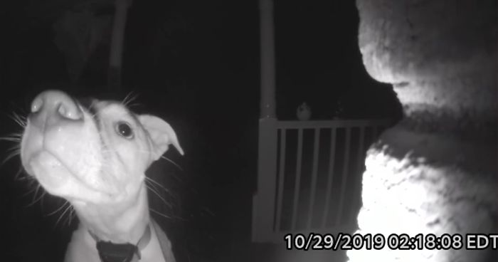 This Dog Rang The Doorbell At 2 AM After Getting Locked Out By Accident & Got Recorded By The Door Cam