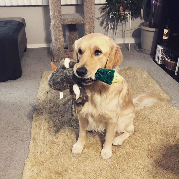 This Golden Retriever Cannot Get Enough Of Sliding Down The Hill, And His Expression Is Priceless