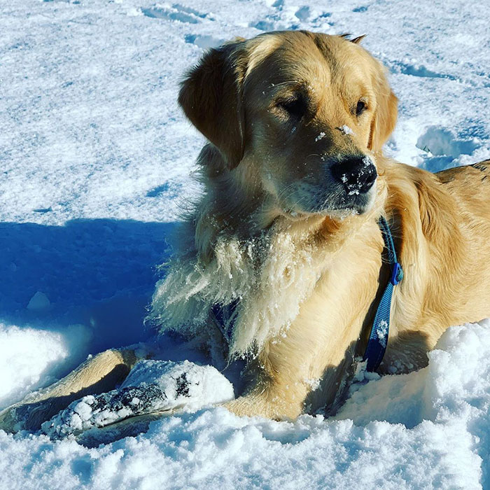 This Golden Retriever Cannot Get Enough Of Sliding Down The Hill, And His Expression Is Priceless