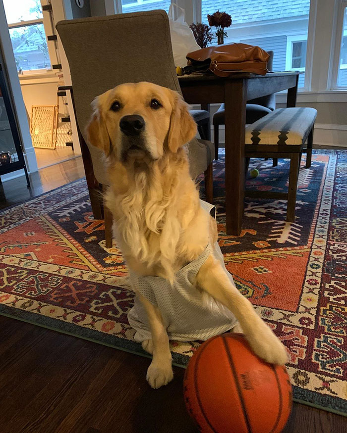 This Golden Retriever Cannot Get Enough Of Sliding Down The Hill, And His Expression Is Priceless