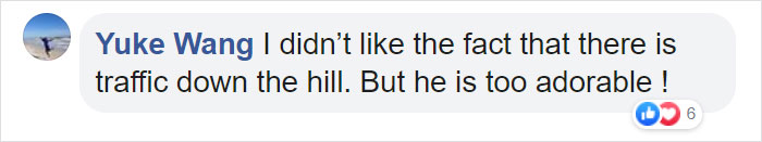 This Golden Retriever Cannot Get Enough Of Sliding Down The Hill, And His Expression Is Priceless