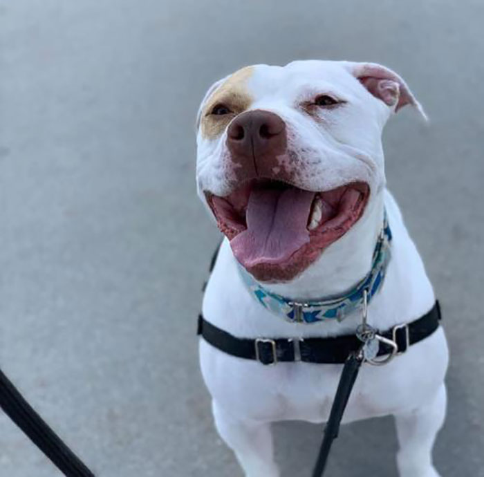 This Beer Company Puts Dog Photos On Cans To Help Them Get Adopted