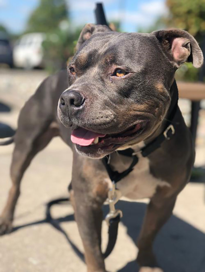 This Beer Company Puts Dog Photos On Cans To Help Them Get Adopted