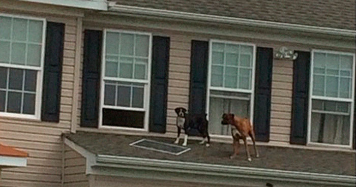 2 Dogs Push Out And Get On The Roof, Neighbor Documents The Hilarious Attempts To Make Them Go Back Inside