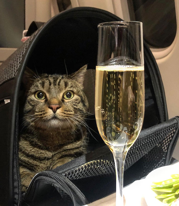 Guy Sneaks A Fat Cat On Board An Airplane, Gets Punished By The Airline After Landing Guy Sneaks A Fat Cat On Board An Airplane, Gets Punished By The Airline After Landing