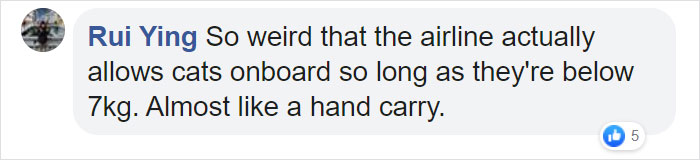 Guy Sneaks A Fat Cat On Board An Airplane, Gets Punished By The Airline After Landing Guy Sneaks A Fat Cat On Board An Airplane, Gets Punished By The Airline After Landing