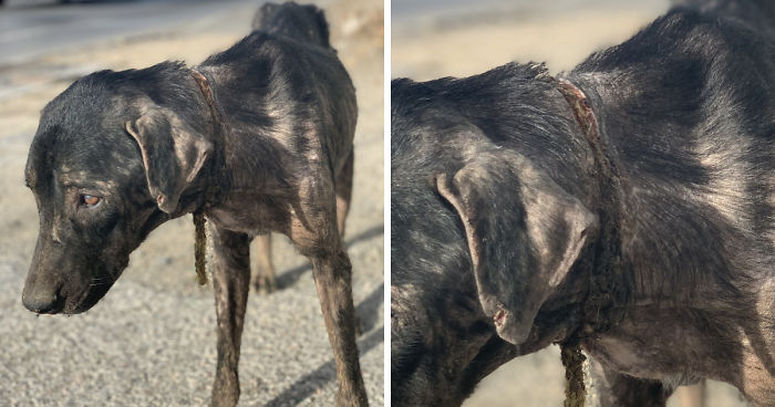 A Dog With An Ingrown Collar Trying To Survive