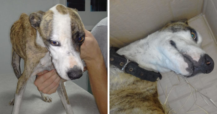 We Found This Dog In A Box