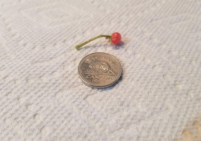 Spent $11.75 Growing Tomatoes This Year. Here's My Whole Harvest