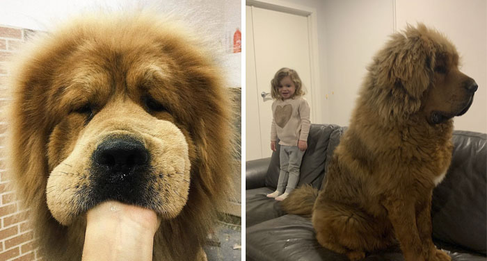 La gente comparte fotos adorables y divertidas de sus mastines tibetanos, y son los más amables gigantes (30 fotos)