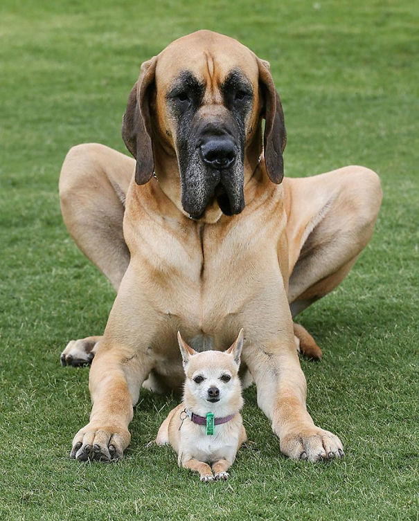 Ryder The Great Dane Who Weighs 87 Kg With His Friend Ally The Chihuahua Who Weighs 2 Kg