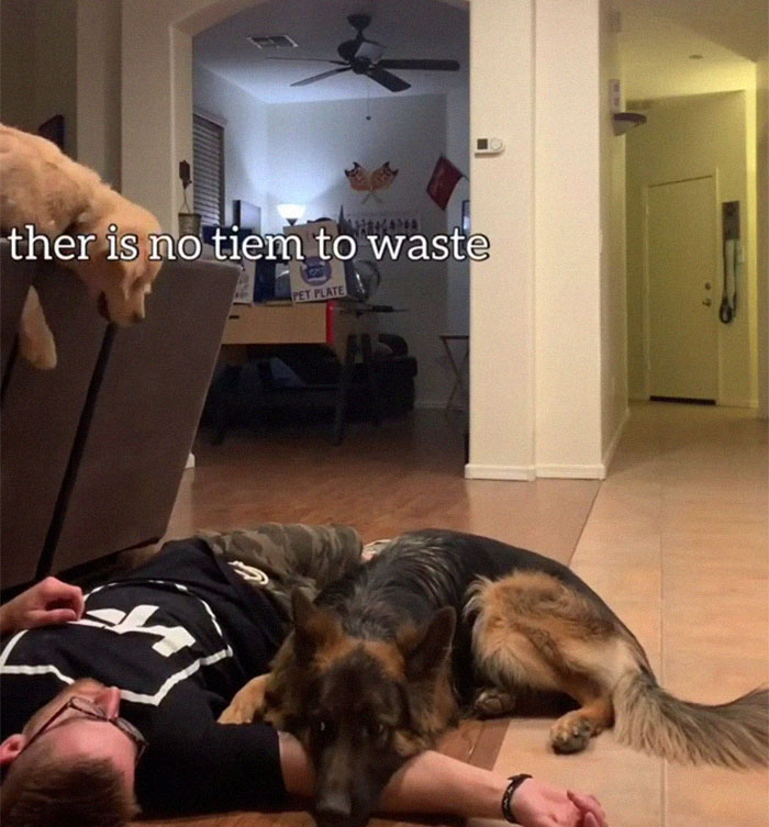 Goldie And German Shepherd In Panic After Owner 'Collapses', Have A Conversation On What To Do Next Goldie And German Shepherd In Panic After Owner 'Collapses', Have A Conversation On What To Do Next