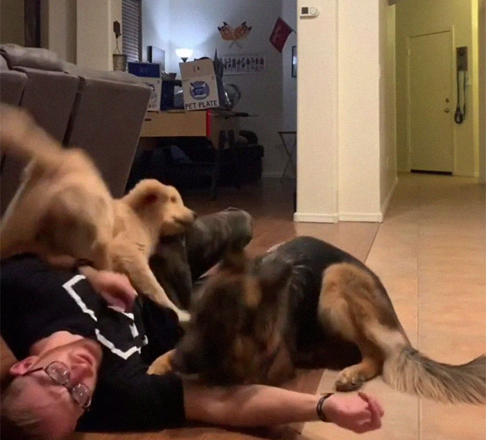 Goldie And German Shepherd In Panic After Owner 'Collapses', Have A Conversation On What To Do Next Goldie And German Shepherd In Panic After Owner 'Collapses', Have A Conversation On What To Do Next