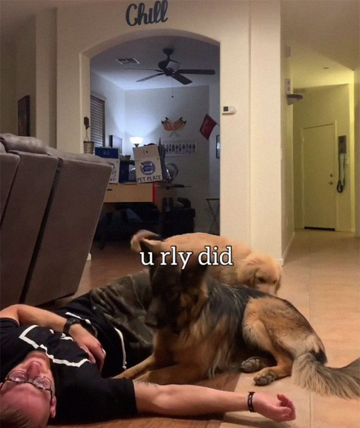 Goldie And German Shepherd In Panic After Owner 'Collapses', Have A Conversation On What To Do Next Goldie And German Shepherd In Panic After Owner 'Collapses', Have A Conversation On What To Do Next