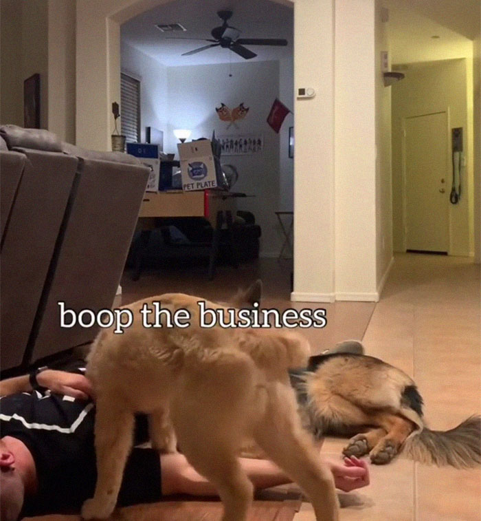 Goldie And German Shepherd In Panic After Owner 'Collapses', Have A Conversation On What To Do Next