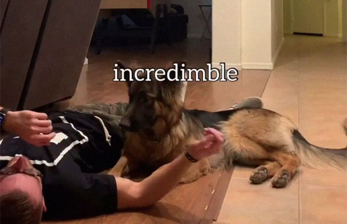 Goldie And German Shepherd In Panic After Owner 'Collapses', Have A Conversation On What To Do Next Goldie And German Shepherd In Panic After Owner 'Collapses', Have A Conversation On What To Do Next