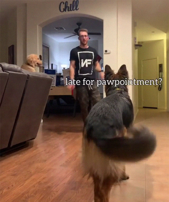 Goldie And German Shepherd In Panic After Owner 'Collapses', Have A Conversation On What To Do Next Goldie And German Shepherd In Panic After Owner 'Collapses', Have A Conversation On What To Do Next