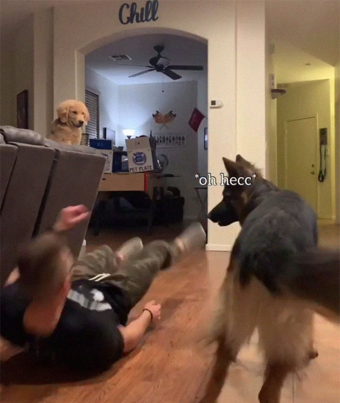 Goldie And German Shepherd In Panic After Owner 'Collapses', Have A Conversation On What To Do Next