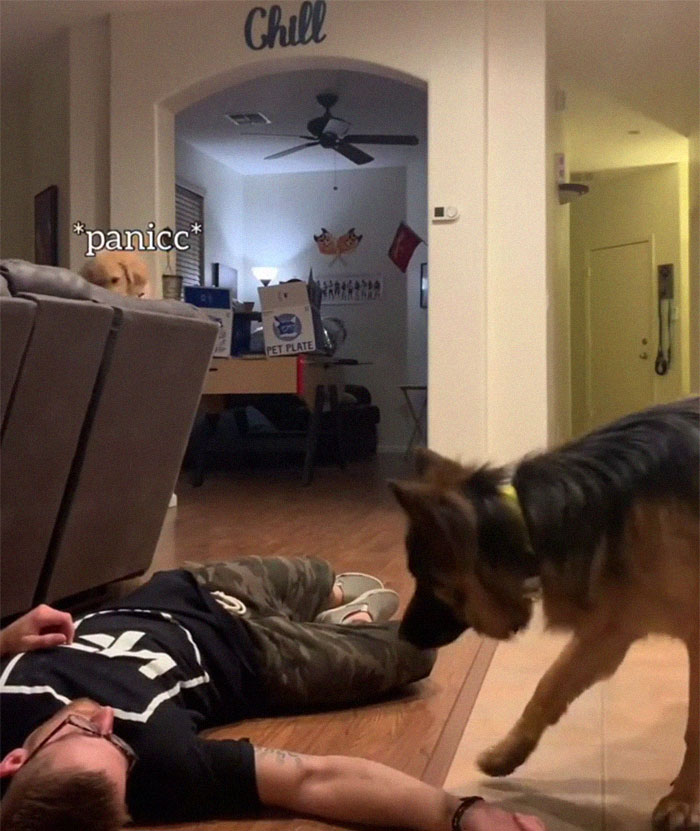 Goldie And German Shepherd In Panic After Owner 'Collapses', Have A Conversation On What To Do Next