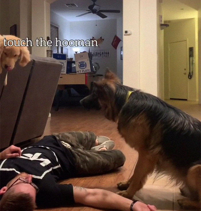 Goldie And German Shepherd In Panic After Owner 'Collapses', Have A Conversation On What To Do Next Goldie And German Shepherd In Panic After Owner 'Collapses', Have A Conversation On What To Do Next