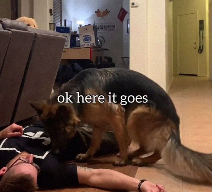 Goldie And German Shepherd In Panic After Owner 'Collapses', Have A Conversation On What To Do Next