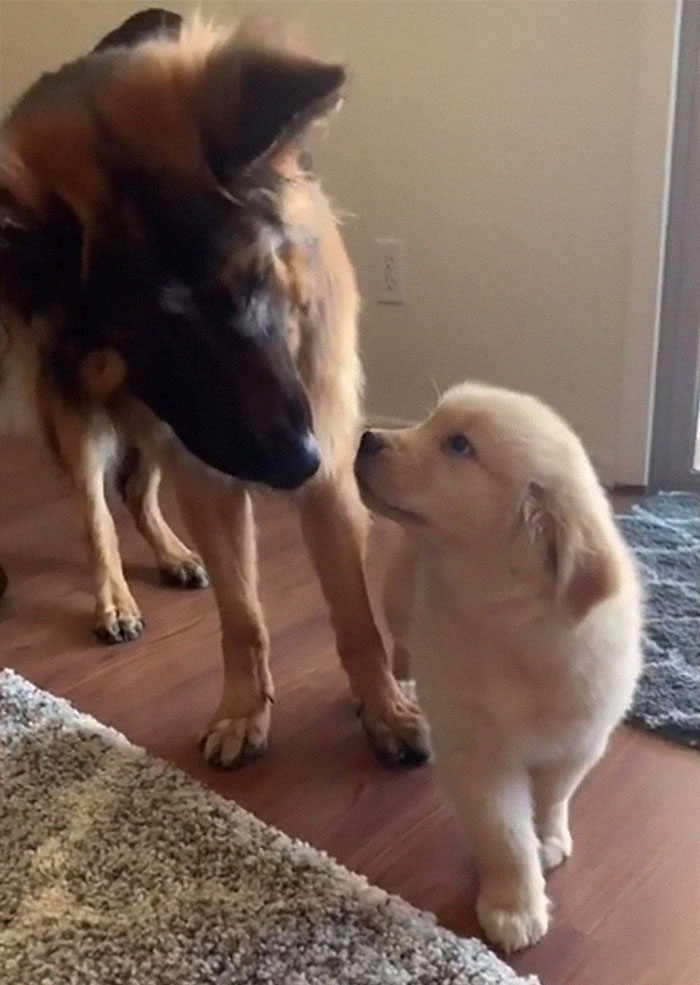 Goldie And German Shepherd In Panic After Owner 'Collapses', Have A Conversation On What To Do Next Goldie And German Shepherd In Panic After Owner 'Collapses', Have A Conversation On What To Do Next